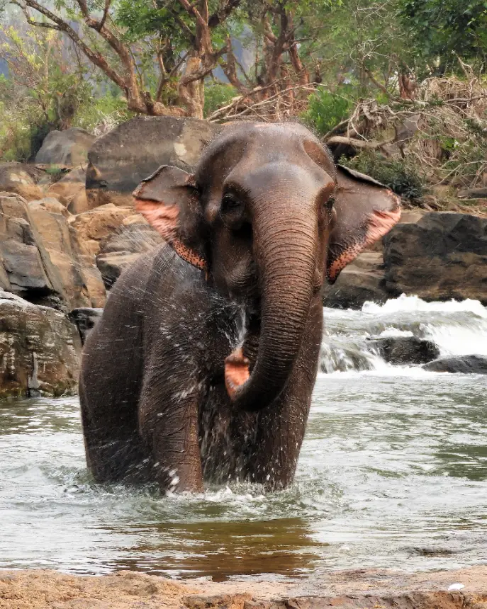 פיל רוחץ בנהר