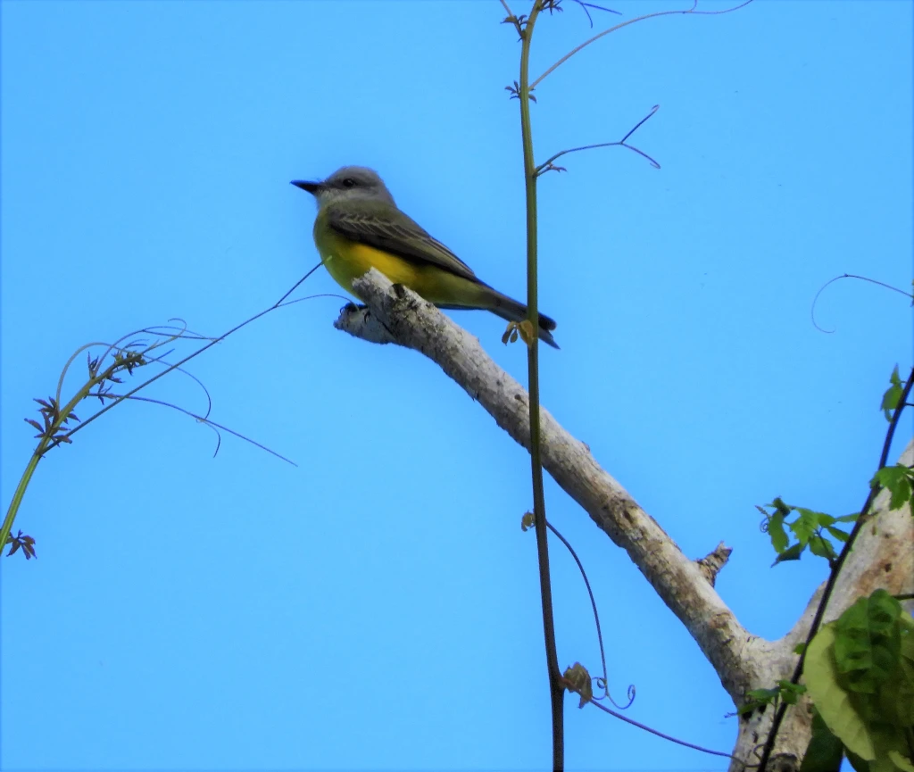ציפור Tropical Kingbird