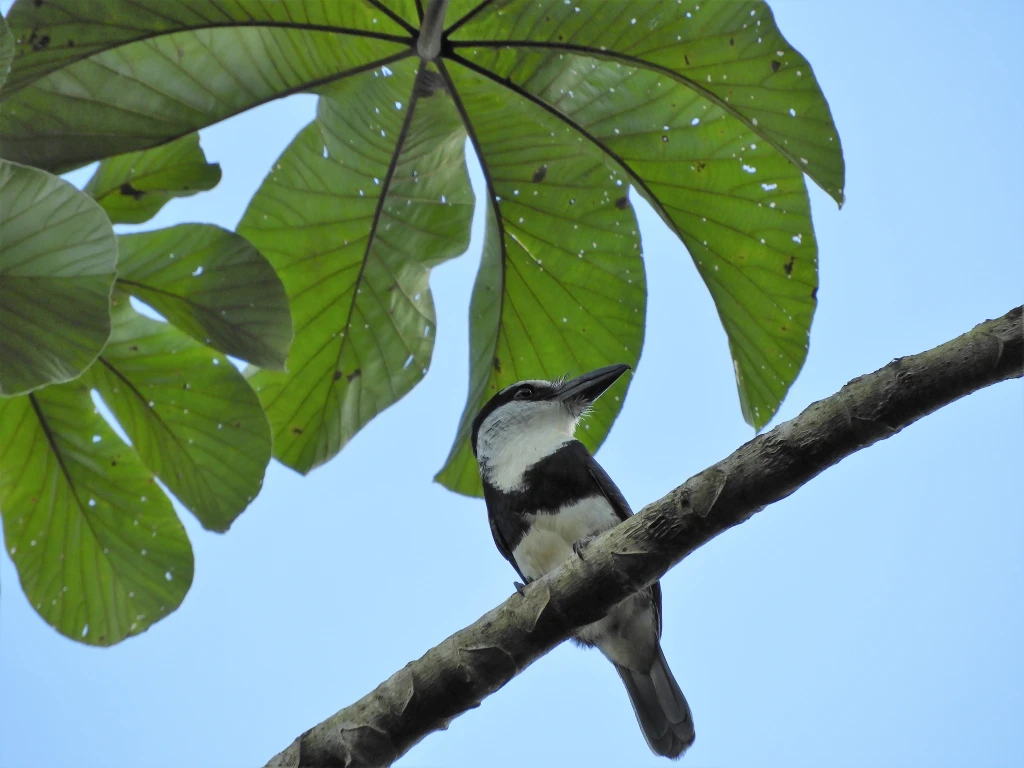 ציפור White-necked Puffbird