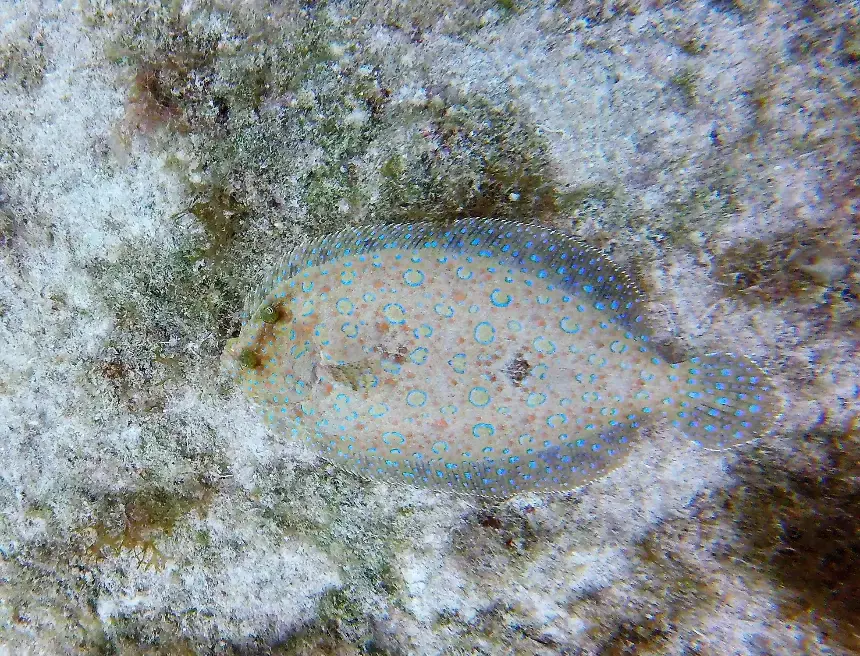 דג שטחנון מוסווה היטב על קרקעית האוקיינוס החולית
