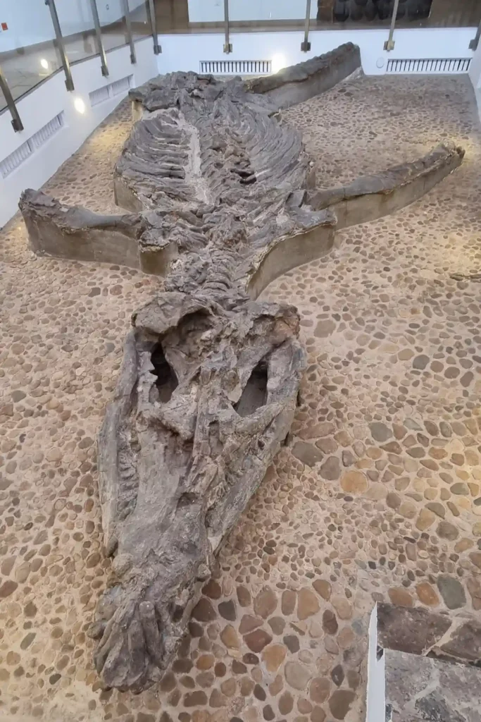 שרידי מאובן של פליוזאורוס