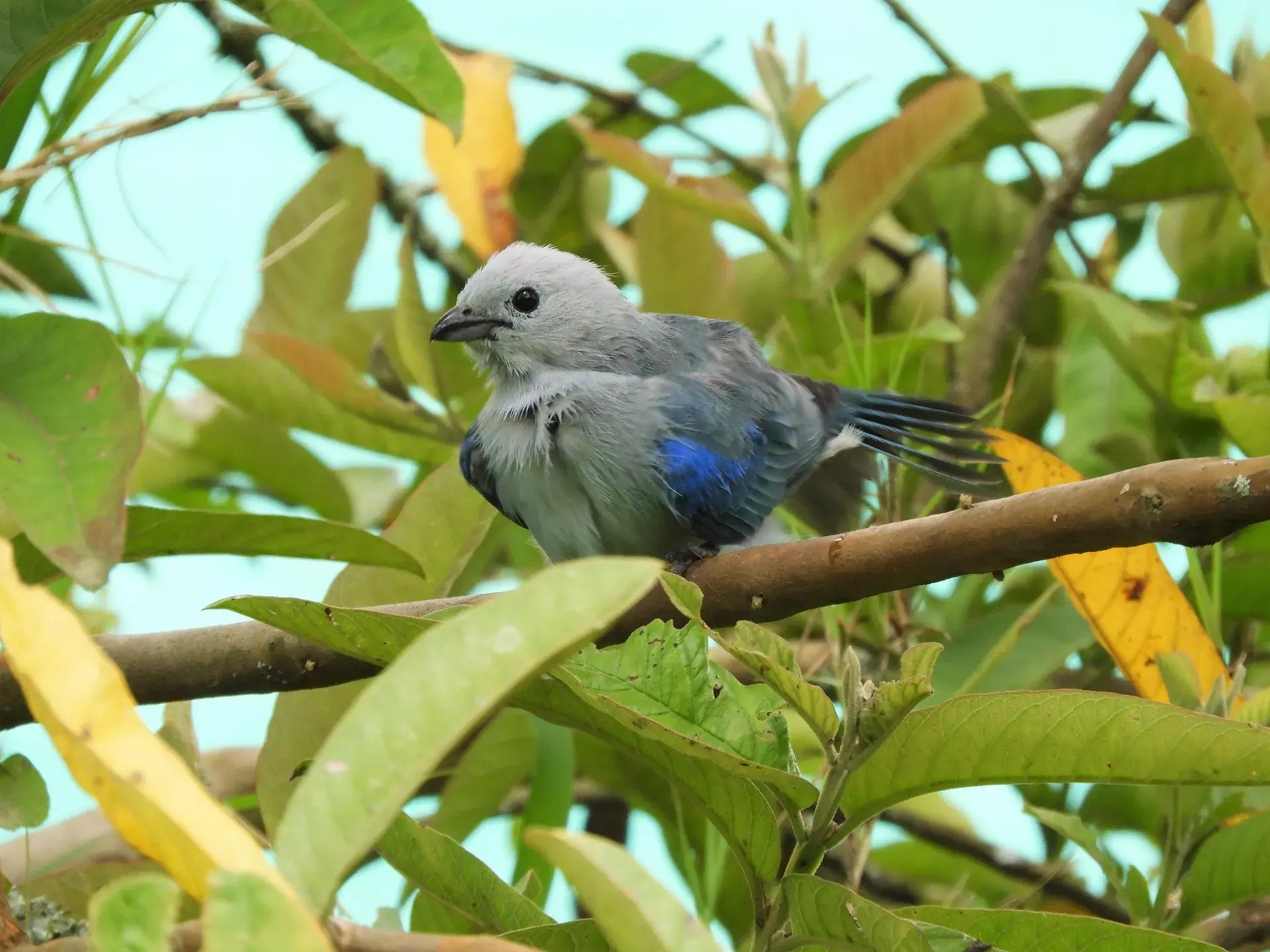 ציפור Blue-gray Tanager