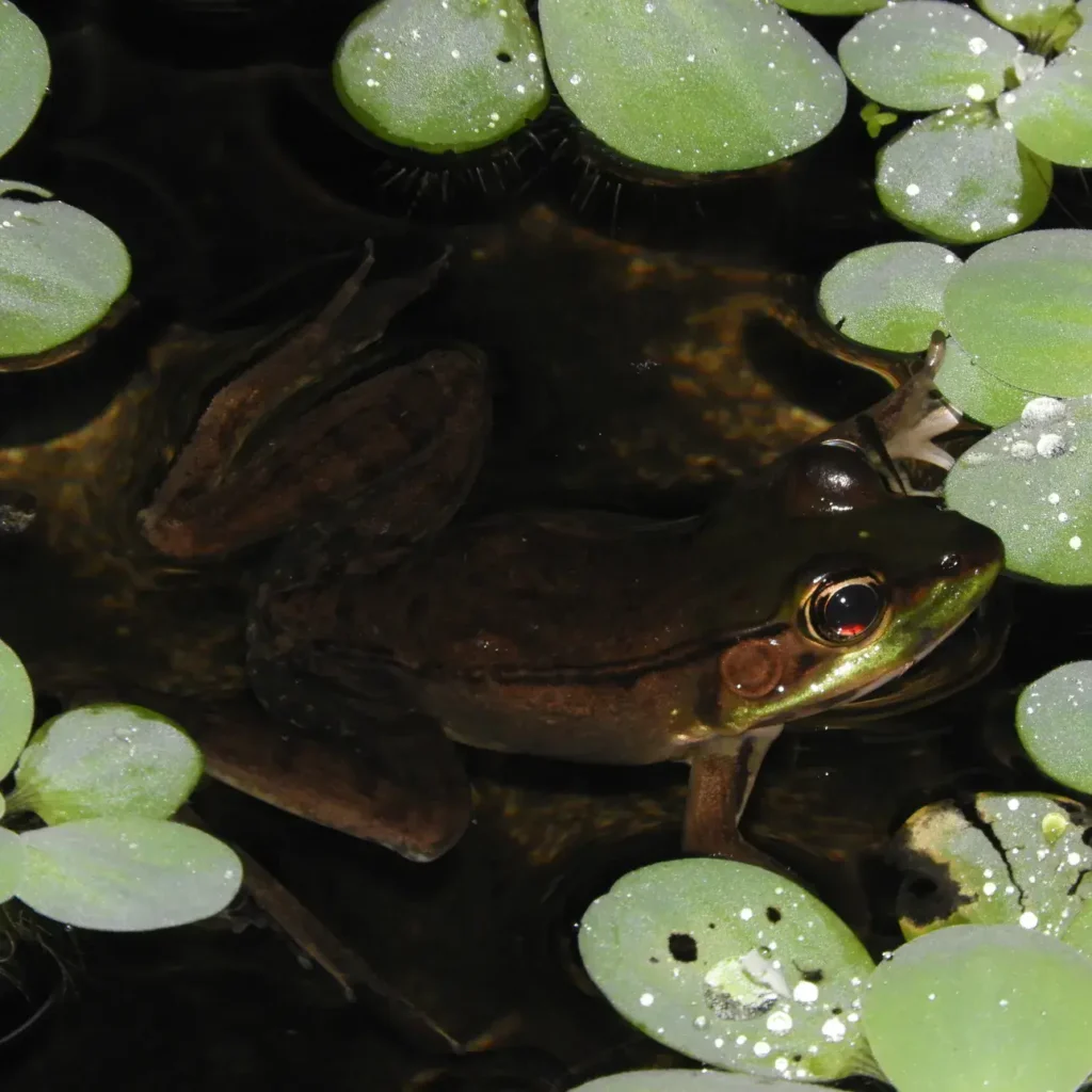 צפרדע נמר מציצה מתוך המים