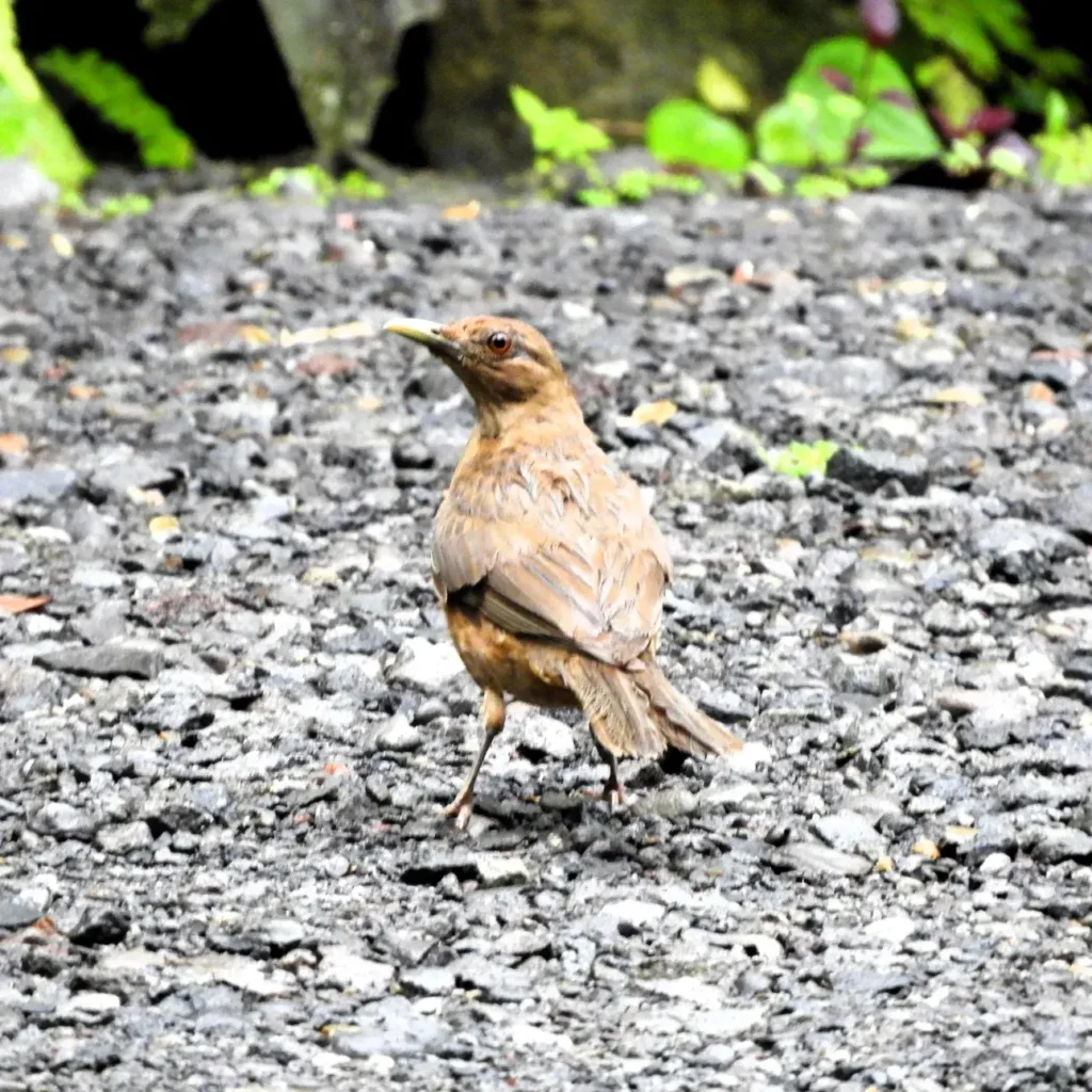 Yigüirro הציפור הלאומית של קוסטה ריקה 